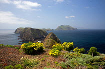 Middle Anacapa Island and West Anancapa Island with Santa Cruz Island in the distance, view from Inspiration Point on the west end of East Anacapa Island, Channel Islands National Park, California, US...