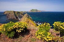 East Anacapa Island's Inspiration Point with a view of Middle and West Anacapa Islands and Santa Cruz Island with Tickseed (Coreopsis sp) blooming in foreground, Channel Island National Park, Californ...