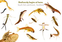 Composite of fish, amphibians and aquatic insects found in the South Esk River catchment area, Angus, Scotland, 2008-2011 meetyourneighbours.net project