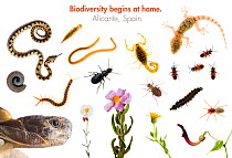 Composite of reptiles, insects, arachnids, crustaceans and flowering plants found in Alicante, Spain, Spring 2008 meetyourneighbours.net project