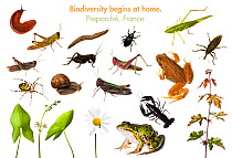 Composite of animals and plants found in gardens, fields and hedgerows around Preproche, Burgundy, France, Summer 2011 meetyourneighbours.net project