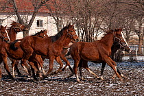 A group of rare East Bulgarian colts running in front of the historical stables, at the Kabiuk National Stud, Shumen, Bulgaria, February 2012