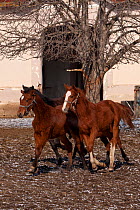Three rare East Bulgarian colts running in front of the historical stables, at the Kabiuk National Stud, Shumen, Bulgaria, February 2012