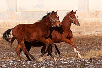 Two rare East Bulgarian colts running in front of the historical stables, at the Kabiuk National Stud, Shumen, Bulgaria, February 2012