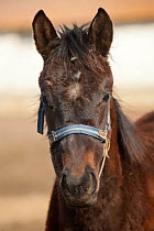 Head portrait of a rare East Bulgarian filly, at the Kabiuk National Stud, Shumen, Bulgaria, February 2012