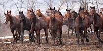 A group of rare East Bulgarian mares and fillies running at the Kabiuk National Stud, Shumen, Bulgaria, Feburary 2012
