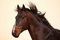 Portrait of a rare East Bulgarian stallion, at the Kabiuk National Stud, Shumen, Bulgaria, February 2012