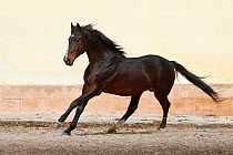 A rare East Bulgarian stallion cantering at the Kabiuk National Stud, Shumen, Bulgaria, February 2012