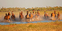 A band of semi-feral Quarter mares and foals running across a creek, Estancia Don Amerigo, Chaco, Paraguay, January 2012