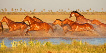 A band of semi-feral Quarter mares running across a creek, Estancia Don Amerigo, Chaco, Paraguay, January 2012