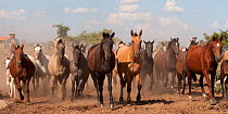 Cowboys rounding up a band of Criollo pure pedigree mares and foals, Estancia Ita Maria, Misiones, Paraguay, January 2012