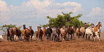 Cowboys rounding up a band of Criollo pure pedigree mares and foals, Estancia Ita Maria, Misiones, Paraguay, January 2012
