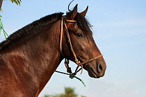 Head portrait of a Criollo pure pedigree stallion, Estancia Ita Maria, Misiones, Paraguay, January 2012