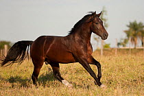 Criollo pure pedigree stallion cantering in the field, Estancia Ita Maria, Misiones, Paraguay, January 2012