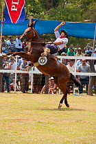 A traditionally dressed cowboy tries to remain on a bronc (unbroken) Quarter gelding, during the rodeo of the Festival de la Doma y el Folclore, Estancia Tacuaty, Misiones, Paraguay, January 2012