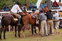 Traditionally dressed cowboys saddle a bronc (unbroken) Quarter mare tied to a pillar, during the rodeo of the Festival de la Doma y el Folclore, Estancia Tacuaty, Misiones, Paraguay. Sequence 1/7. Ja...