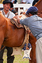 Traditionally dressed cowboys saddle a bronc (unbroken) Quarter mare tied to a pillar, during the rodeo of the Festival de la Doma y el Folclore, Estancia Tacuaty, Misiones, Paraguay. Sequence 2/7. Ja...