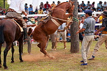 Traditionally dressed cowboys try to saddle a bronc (unbroken) Quarter mare tied to a pillar, during the rodeo of the Festival de la Doma y el Folclore, Estancia Tacuaty, Misiones, Paraguay. Sequence...