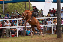 A traditionally dressed cowboy tries to remain on a bronc (unbroken) Quarter mare, during the rodeo of the Festival de la Doma y el Folclore, Estancia Tacuaty, Misiones, Paraguay. Sequence 4/7. Januar...