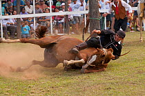 A traditionally dressed cowboy tries to remain on a fallen bronc (unbroken) Quarter mare, during the rodeo of the Festival de la Doma y el Folclore, Estancia Tacuaty, Misiones, Paraguay. Sequence 5/7....