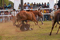 A traditionally dressed cowboy has fallen under a bolting bronc (unbroken) Quarter mare, during the rodeo of the Festival de la Doma y el Folclore, Estancia Tacuaty, Misiones, Paraguay. Sequence 6/7....