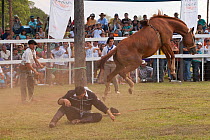 A bronc (unbroken) Quarter mare bolts after having thrown out a traditionally dressed cowboy, during the rodeo of the Festival de la Doma y el Folclore, Estancia Tacuaty, Misiones, Paraguay. Sequence...