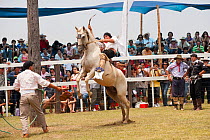 A traditionally dressed cowboy tries to remain on a bronc (unbroken) Quarter mare, during the rodeo of the Festival de la Doma y el Folclore, Estancia Tacuaty, Misiones, Paraguay. Sequence 1/2. Januar...