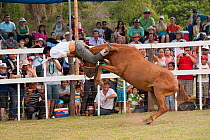 A traditionally dressed cowboy is thrown out by a bronc (unbroken) Quarter mare, during the rodeo of the Festival de la Doma y el Folclore, Estancia Tacuaty, Misiones, Paraguay. January 2012