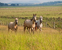 Three bronc (unbroken) Quarter mares and a Quarter colt walking in a field, Estancia Tacuaty, Misiones, Paraguay, January 2012