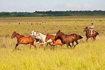 A traditional dressed cowboy rounding his bronc (unbroken) Quarter mares, Estancia Tacuaty, Misiones, Paraguay, January 2012