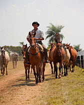 A traditional dressed cowboy leading his band of bronc (unbroken) Quarter mares, Estancia Tacuaty, Misiones, Paraguay, January 2012