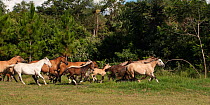A band of Criollo pure pedigree mares and foals running in the field, Estancia Tukangua, Cordillera, Paraguay, January 2012