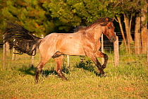 A Criollo pure pedigree stallion cantering in the field, Estancia Tukangua, Cordillera, Paraguay, January 2012