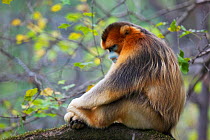 Quinling Golden snub nosed monkey (Rhinopitecus roxellana qinlingensis), adult male sitting on a branch, relaxing. Zhouzhi Nature Reserve, Qinling Mountains, Shaanxi, China.