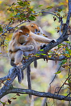 Quinling Golden snub nosed Monkey (Rhinopitecus roxellana qinligensis), two females with young grooming. Zhouzhi Nature Reserve, Qinling Mountains, Shaanxi, China.
