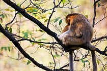 Quinling Golden snub nosed monkey (Rhinopitecus roxellana qinlingensis), adult male and female hugging each other in a tree.  Zhouzhi Nature Reserve, Qinling Mountains, Shaanxi, China.
