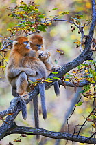 Quinling Golden snub nosed Monkey (Rhinopitecus roxellana qinligensis), two females with young grooming. Zhouzhi Nature Reserve, Qinling Mountains, Shaanxi, China.