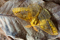 Silkmoth (Rhodinia jankowskii) male with near transparent wings, approx 10 cm, Zhouzhi Nature Reserve, Qinling Mountains, Shaanxi, China, October