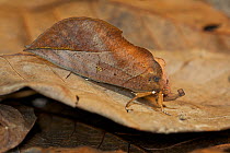 Large (approx 8 cm) unidentified brown moth showing Batesian leaf mimicry, Zhouzhi Nature Reserve, Qinling Mountains, Shaanxi, China, October