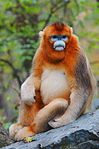 Quinling Golden snub nosed Monkey (Rhinopitecus roxellana qinlingensis), adult male with blue face  sitting on a rock on the ground. Zhouzhi Nature Reserve, Qinling Mountains, Shaanxi, China.