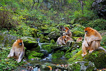 Quinling Golden snub nosed monkey (Rhinopitecus roxellana qinlingensis) family group foraging along a small creek in a gullly. Zhouzhi Nature Reserve, Qinling Mountains, Shaanxi, China.