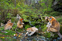 Quinling Golden snub nosed monkey (Rhinopitecus roxellana qinlingensis), family group foraging along a small creek in a gullly. Zhouzhi Nature Reserve, Qinling Mountains, Shaanxi, China.