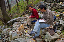 Quinling Golden snub nosed monkey (Rhinopitecus roxellana qinlingensis), juvenile observed by two Chinese biologists, all sitting on rocky slope. Zhouzhi Nature Reserve, Qinling Mountains, Shaanxi, Ch...