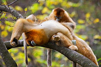 Quinling Golden snub nosed monkey (Rhinopitecus roxellana qinlingensis), adult male groomed by a female on branch, Zhouzhi Nature Reserve, Qinling Mountains, Shaanxi, China.