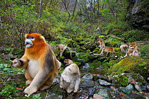 Quinling Golden snub nosed monkey (Rhinopitecus roxellana qinlingensis), adult male (foreground) and family group foraging along a small creek in a gullly. Zhouzhi Nature Reserve, Qinling Mountains, S...