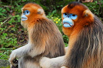 Quinling Golden snub nosed monkey (Rhinopitecus roxellana qinlingensis), adult male (right) and female sitting on the ground close to each other. Zhouzhi Nature Reserve, Qinling Mountains, Shaanxi, Ch...
