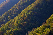 Sunrise on steep forested slopes of Zhouzhi Nature Reserve, Qinling Mountains, Shaanxi, China October 2006