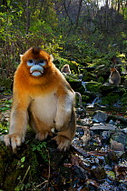 Quinling Golden snub nosed Monkey (Rhinopitecus roxellana qinlingensis), adut male on the ground close to a small creek. Zhouzhi Nature Reserve, Qinling Mountains, Shaanxi, China.