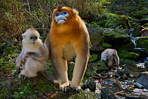 Quinling Golden snub nosed monkey (Rhinopitecus roxellana qinlingensis), adult male and infants (foreground) and family group foraging along a small creek in a gullly. Zhouzhi Nature Reserve, Qinling...