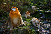Quinling Golden snub nosed monkey (Rhinopitecus roxellana qinlingensis), adult male and infants (foreground) and family group foraging along a small creek in a gullly. Zhouzhi Nature Reserve, Qinling...